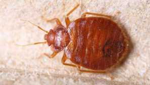 Jak se zbavit bedbugs v bytě zjistit expert!